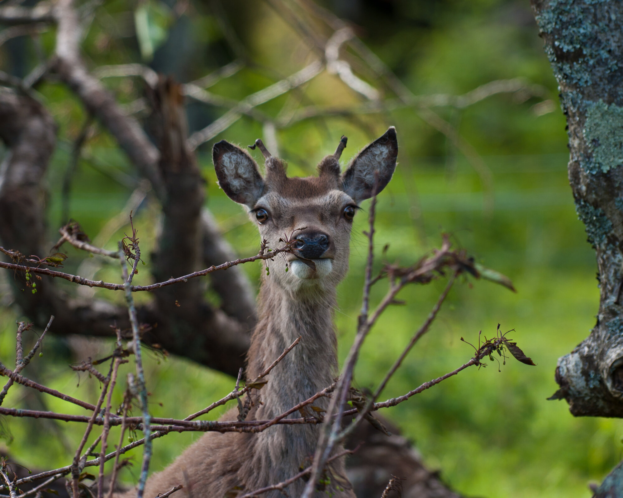 Over the Fence