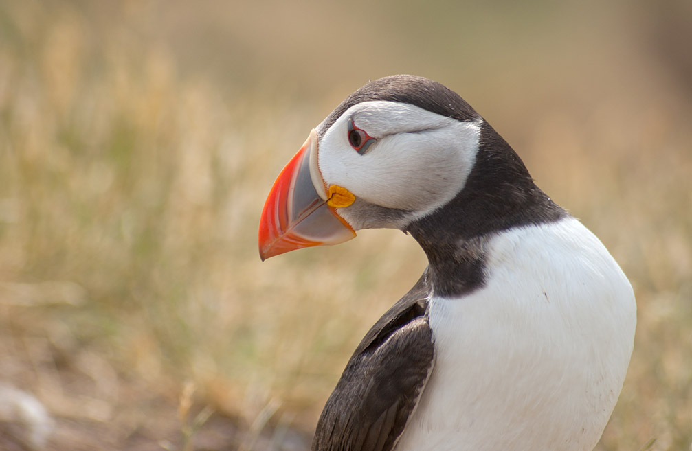 Puffin
