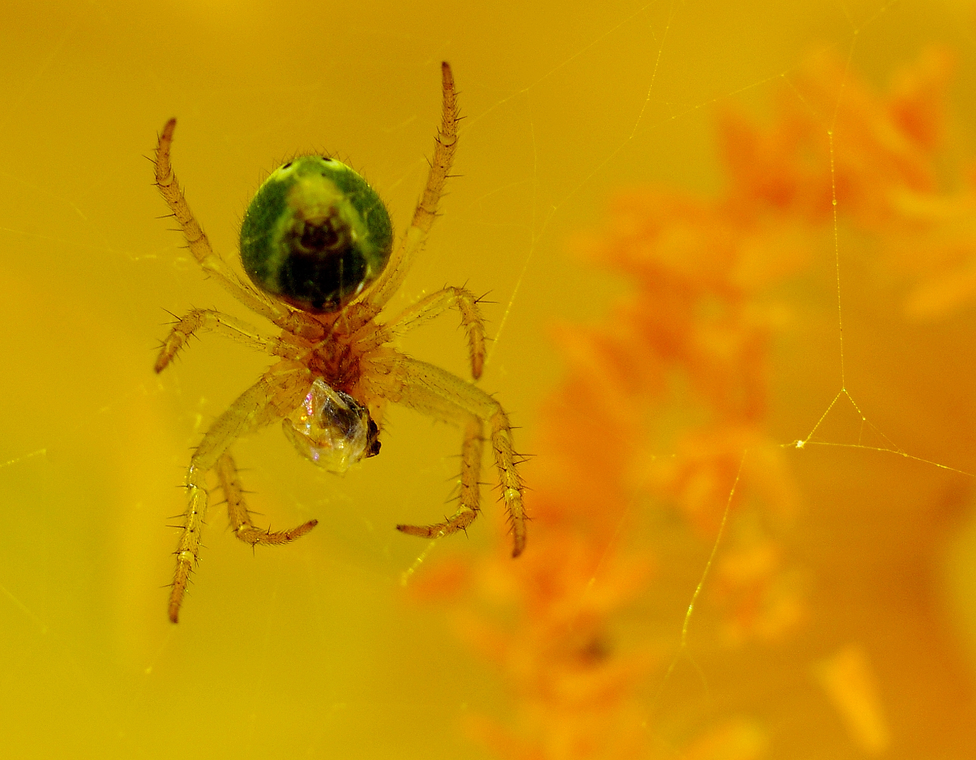 cucumber green spider