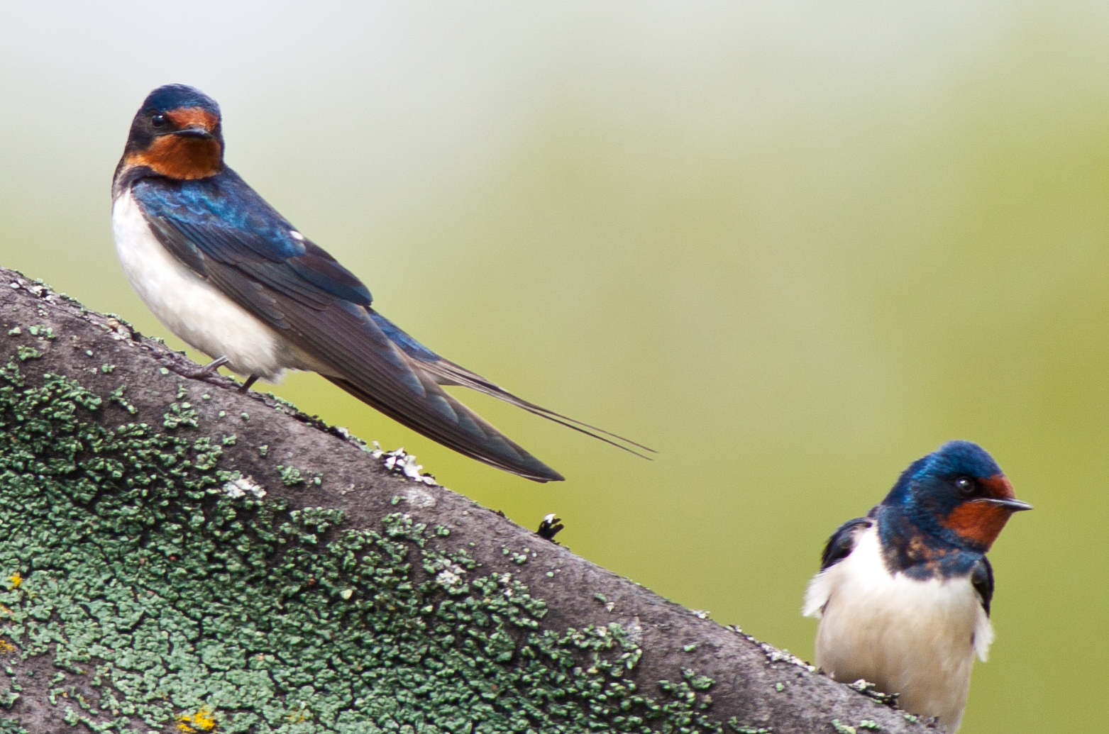 Swallows