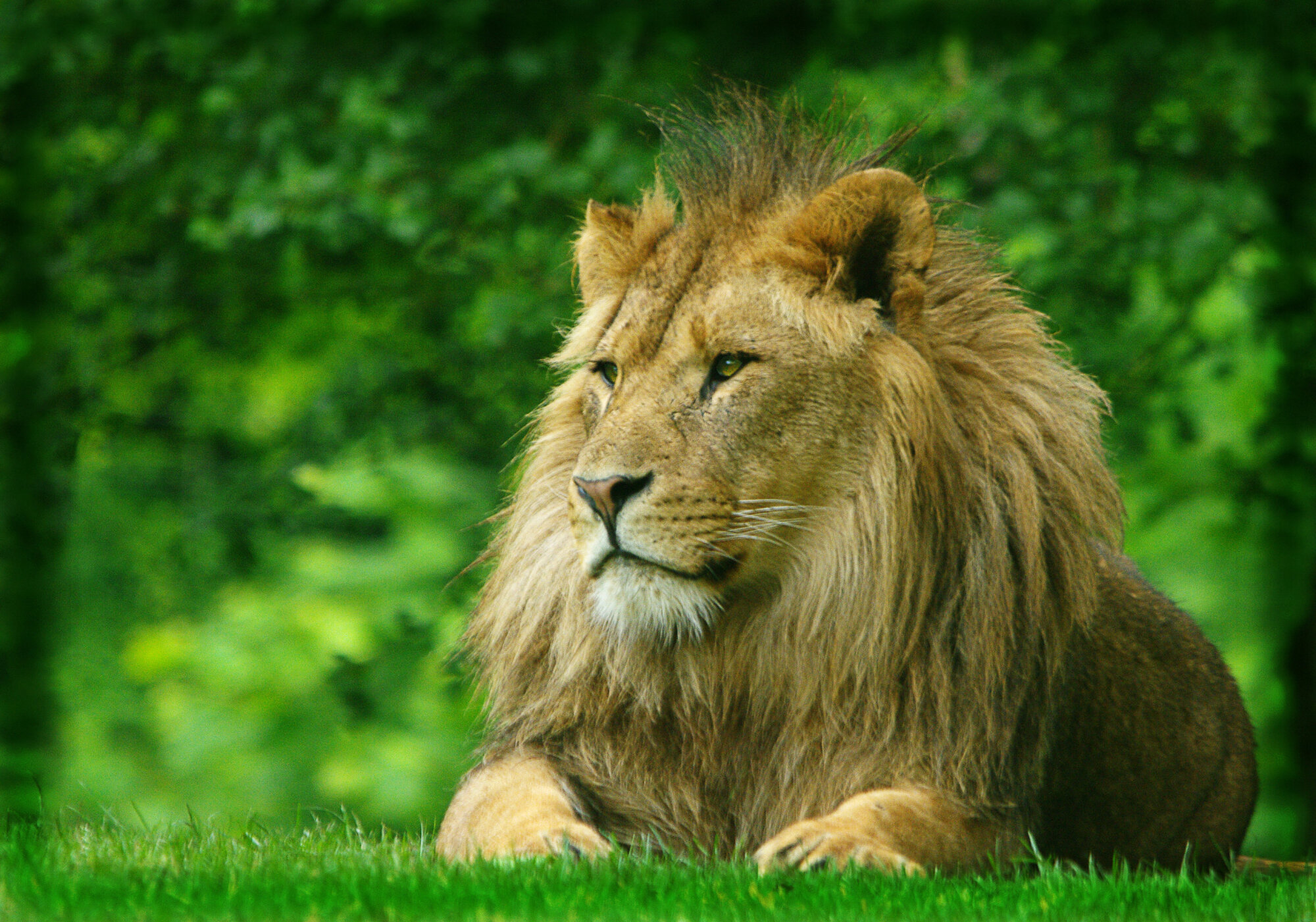 The King