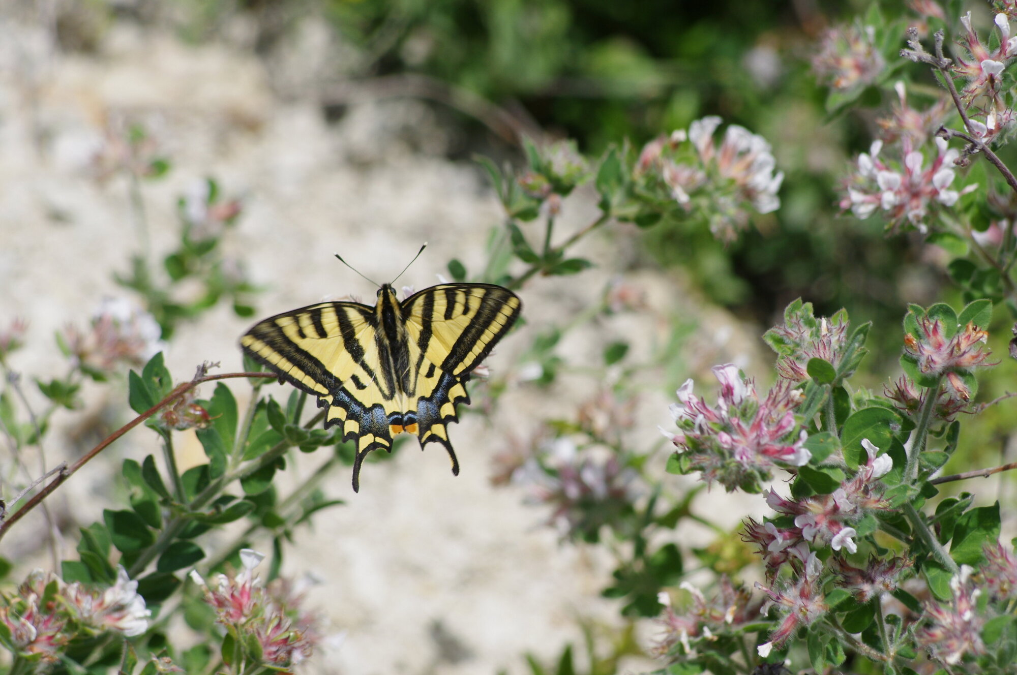 Western Tiger Swallowtail