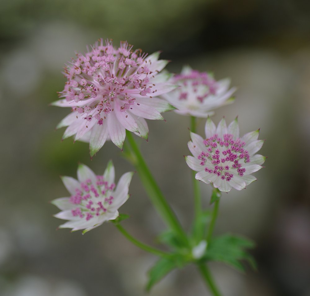 Astrantia