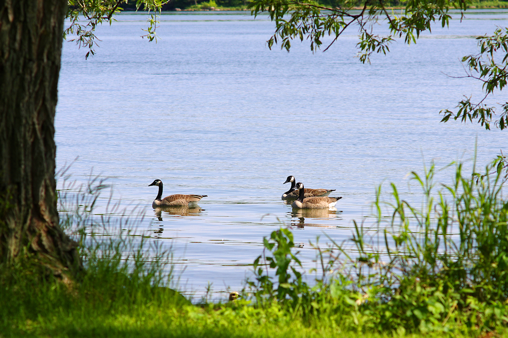 Canada geese