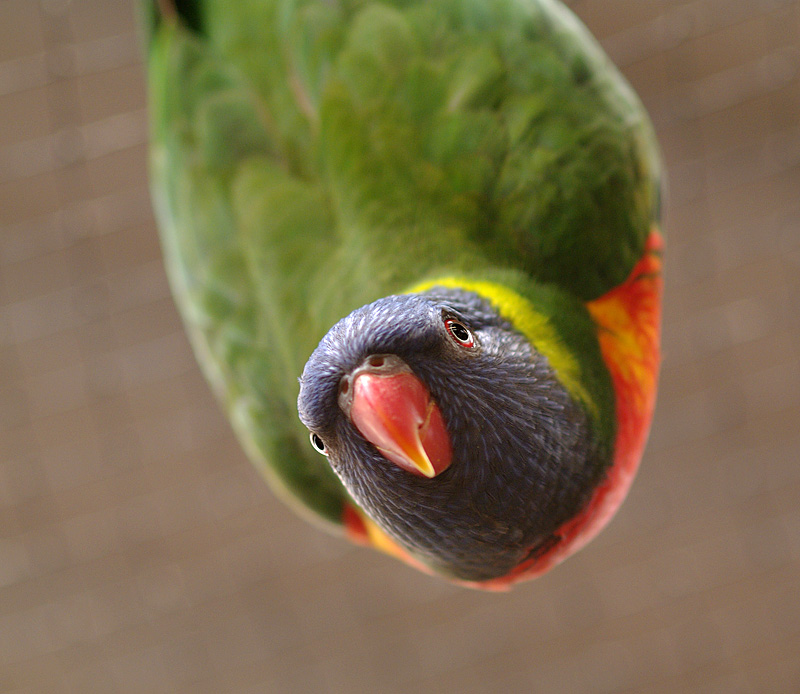 birds eye view