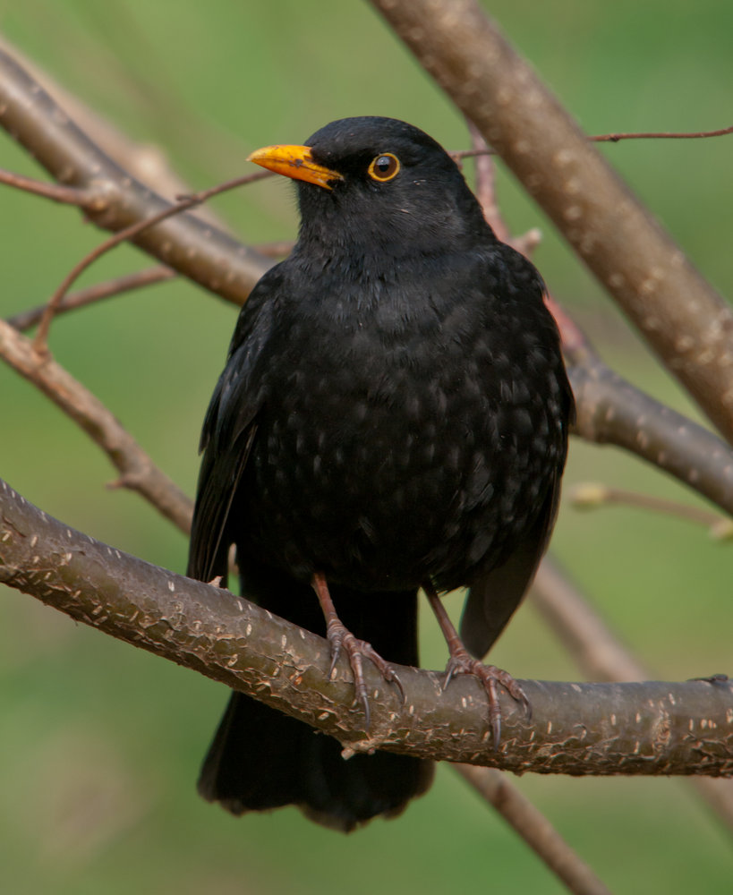Blackbird