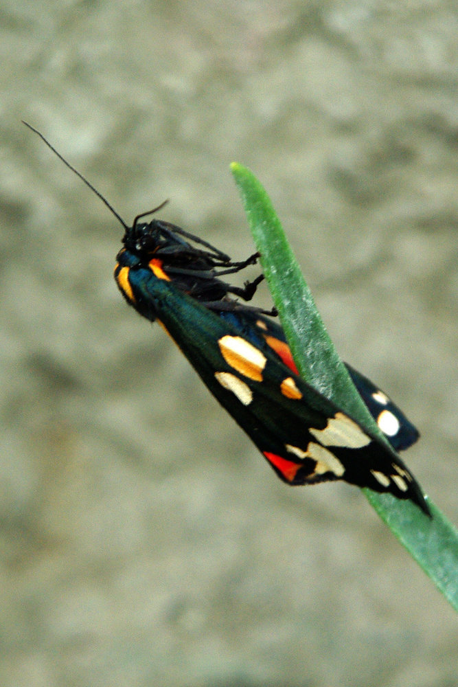 colourful moth