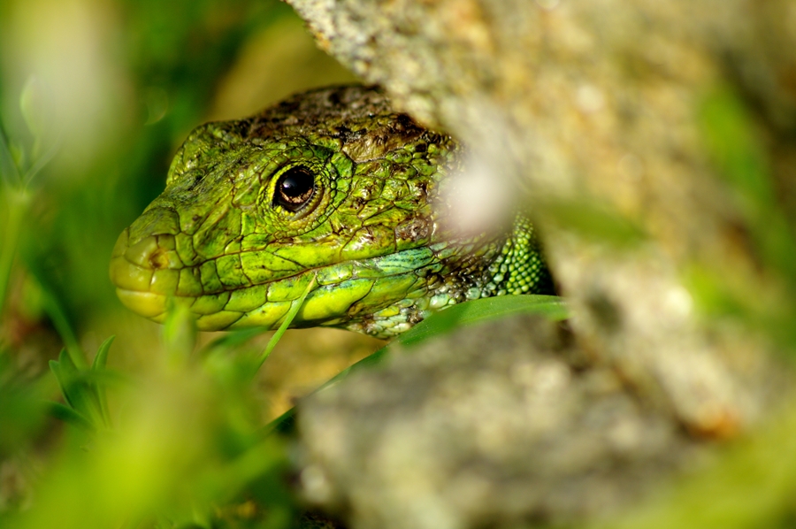 Curious lizard!