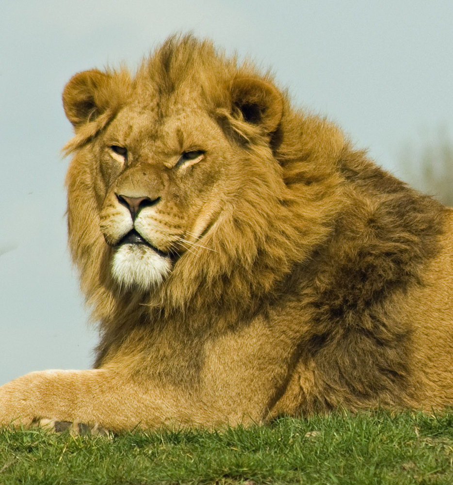 Doncaster Lion