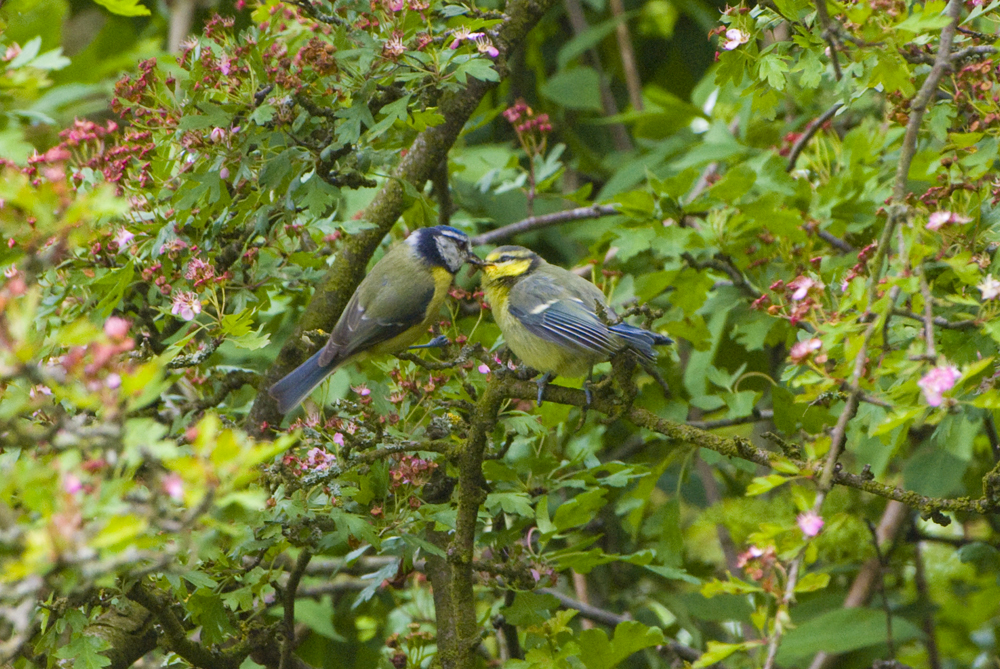 Feeding Time