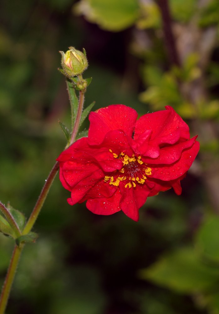 Geum
