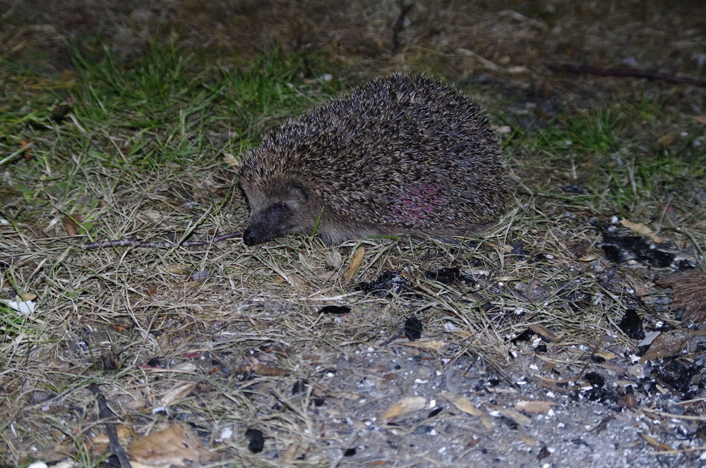 Hedgehog in my garden