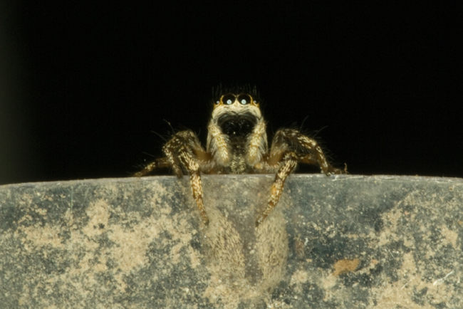 Jumping Spider Posing as Chad