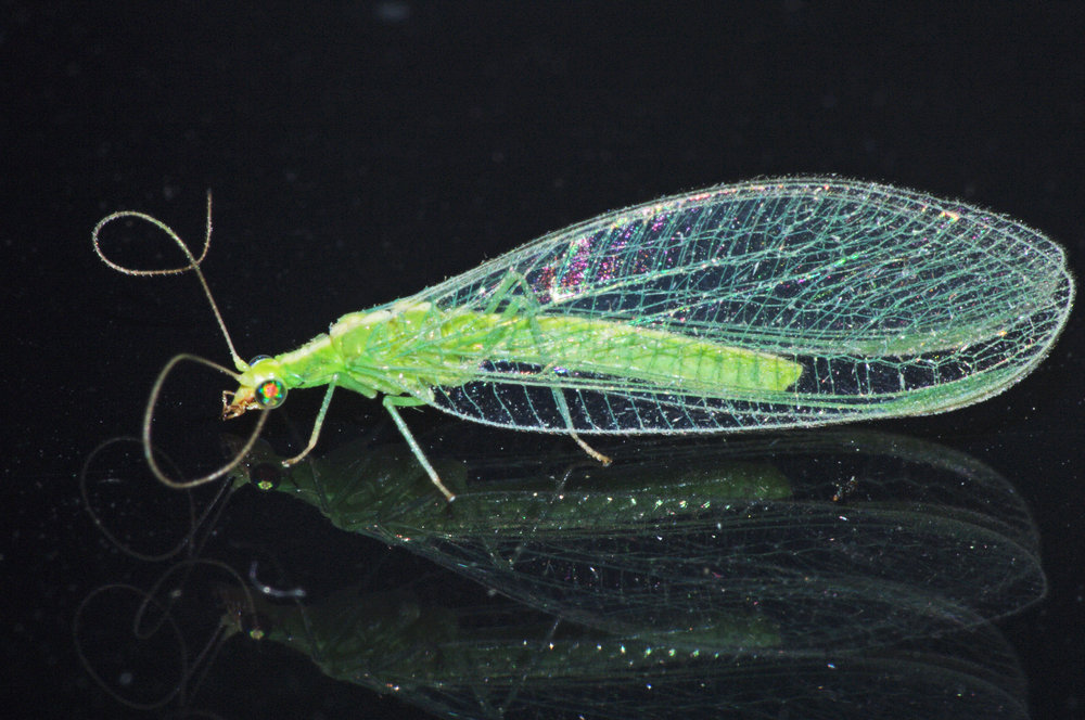 Lacewing