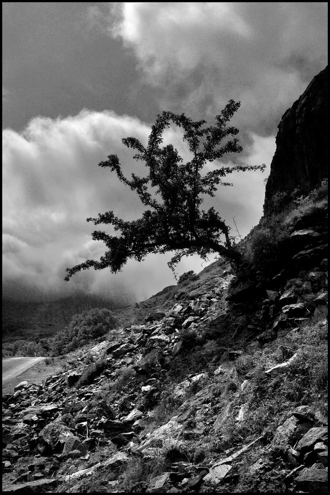 One Tree