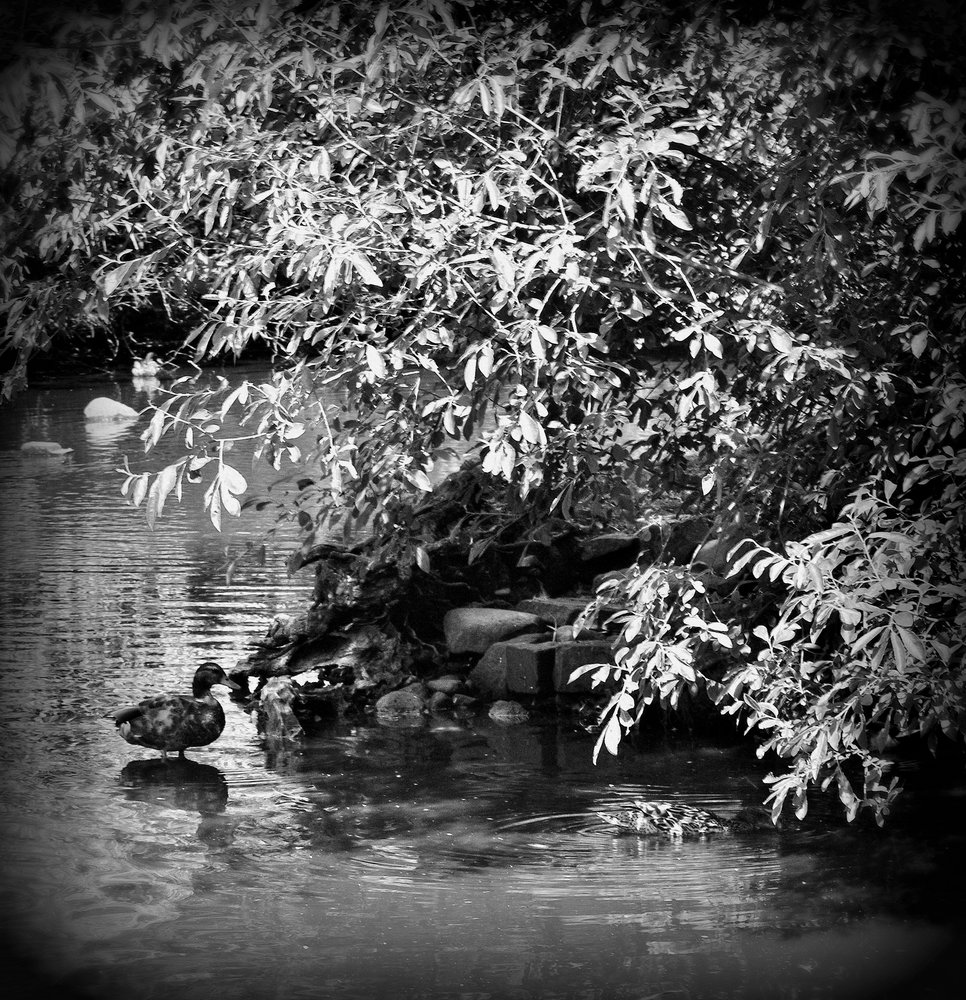 Peace and quiet