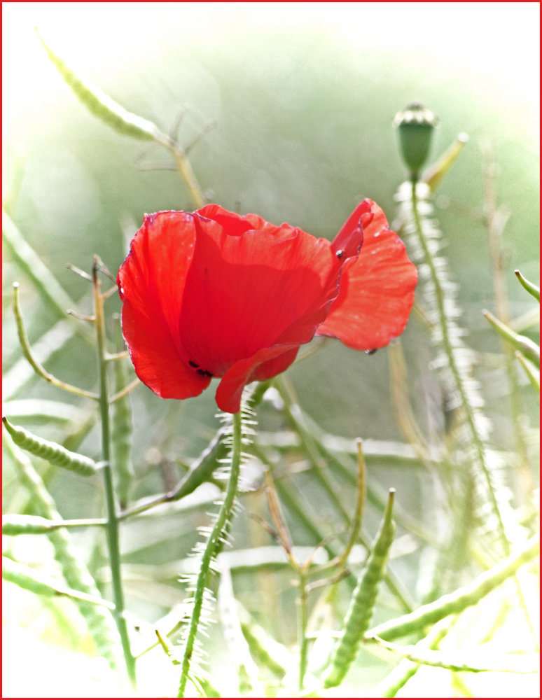Poppy