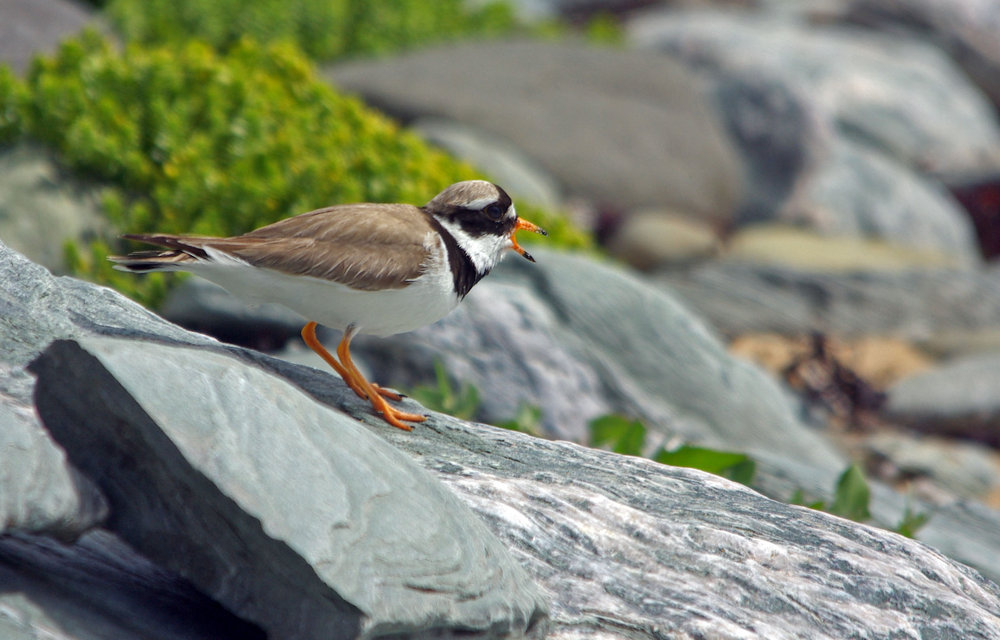 Ringed plover calling