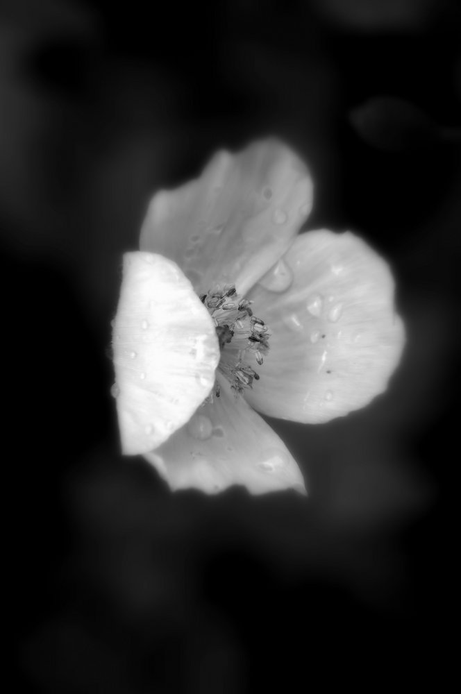 Sad little Poppy