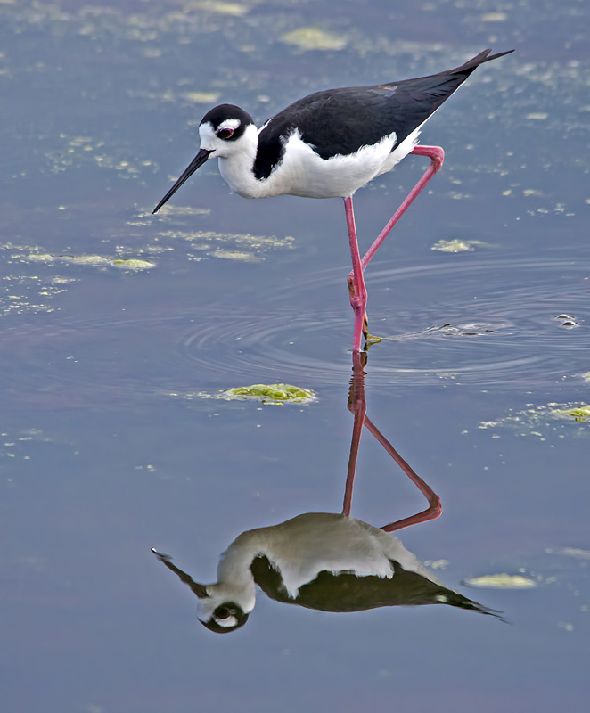 Stilt