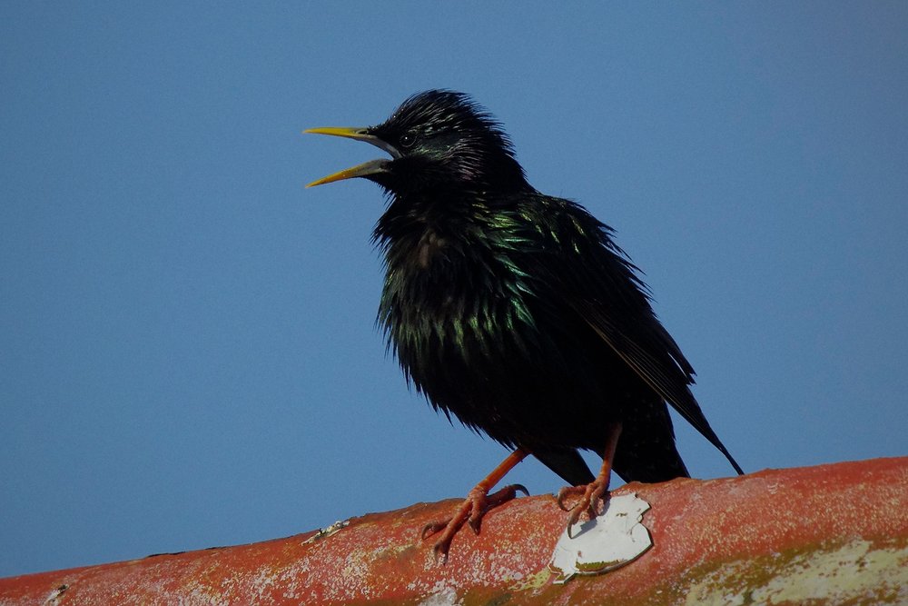 Summer starling