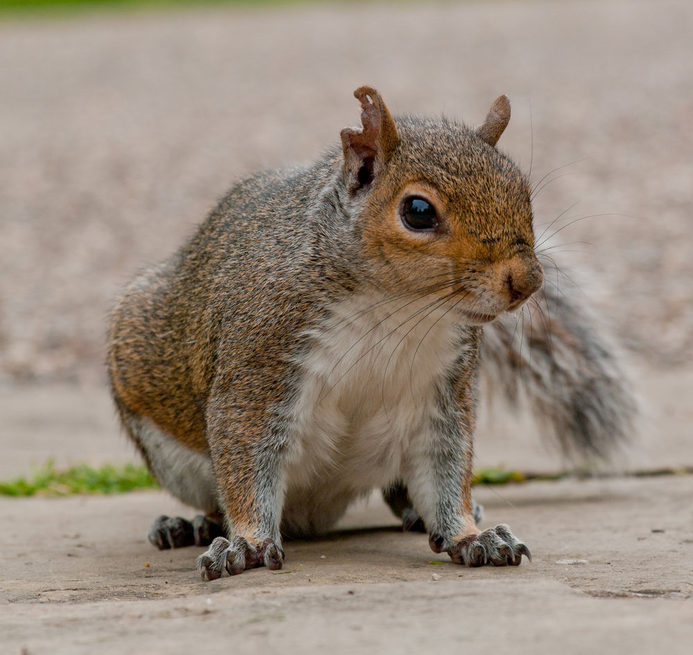 Tree Rat
