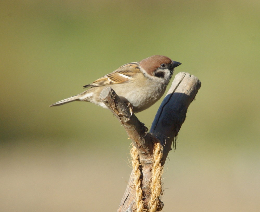 tree sparrow