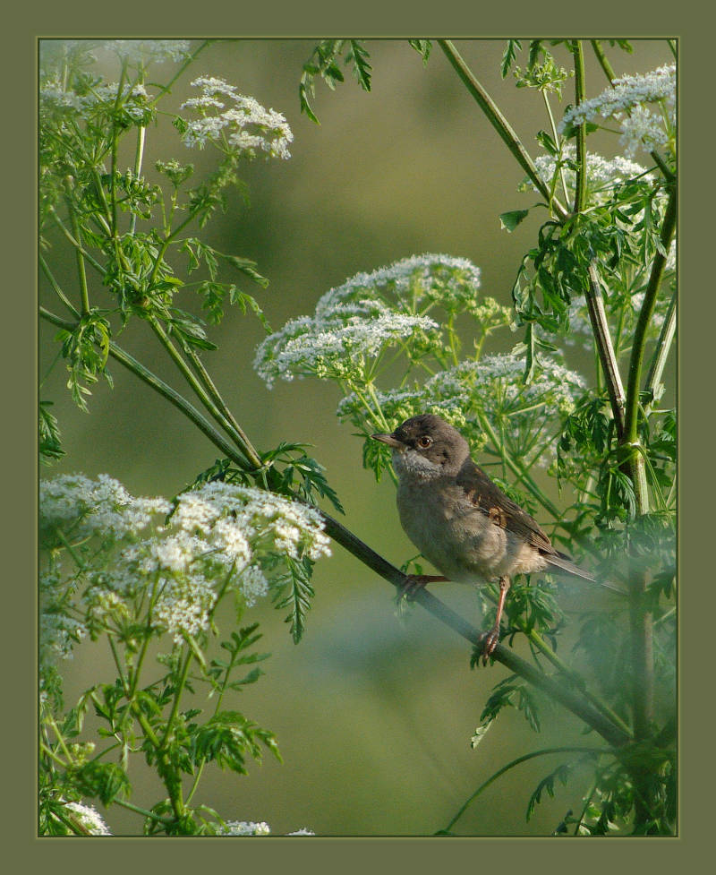 Whitethroat