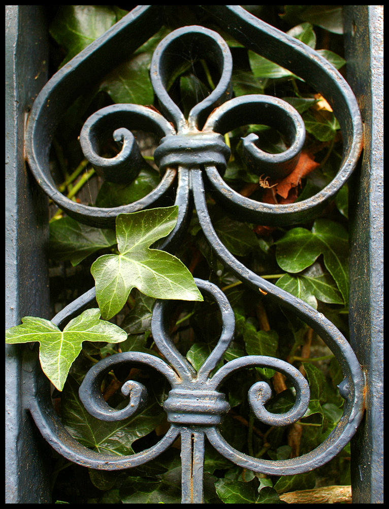 Wrought Iron and Ivy
