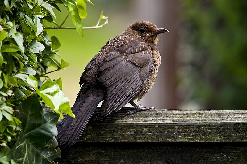 Young Blackbird - Sigma 150-500mm