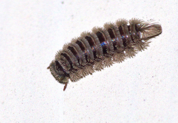 3mm Long & Unknown