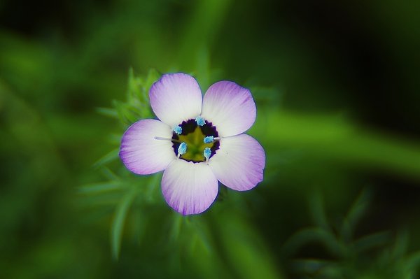 A Tiny bloom