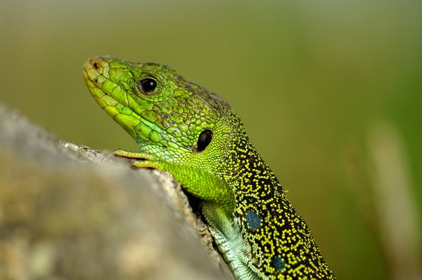 Another lizard!