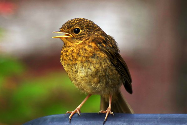 Baby Robin