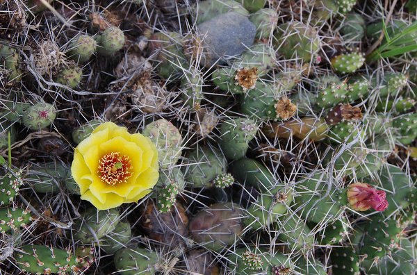 beauty and thorns