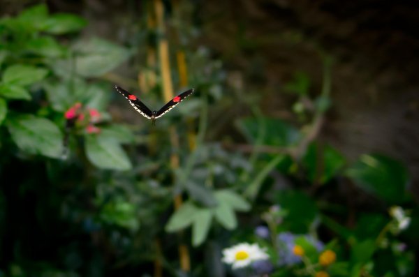 Butterfly