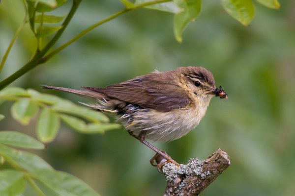 Chiffchaff