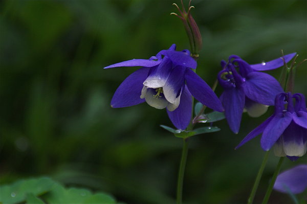 Columbine