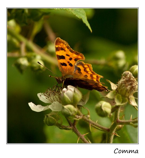 Comma Butterfly