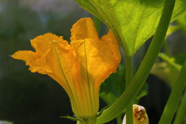 Courgette Flower