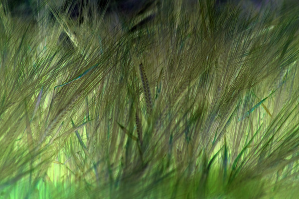 crop field