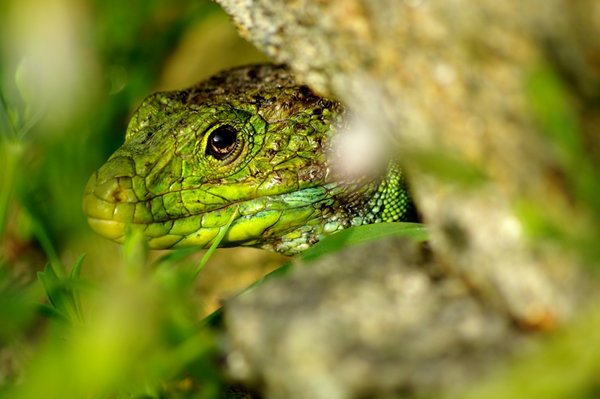 Curious lizard!