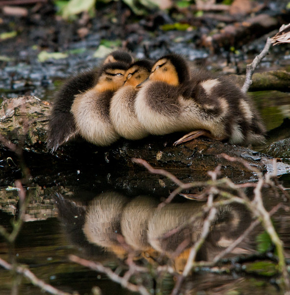 Cute Ducklings