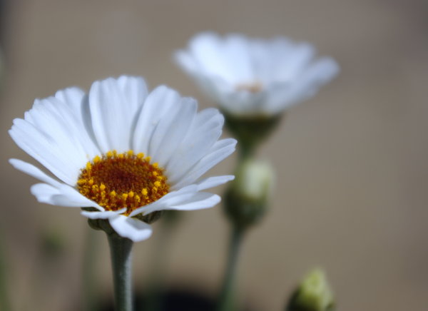 Daisy Close Up