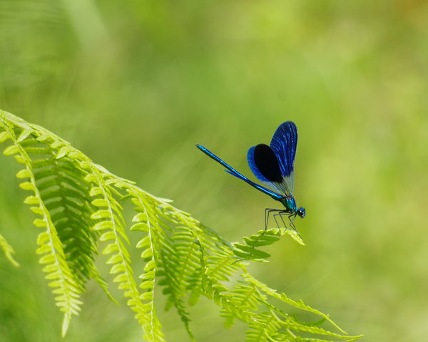Damsel Fly