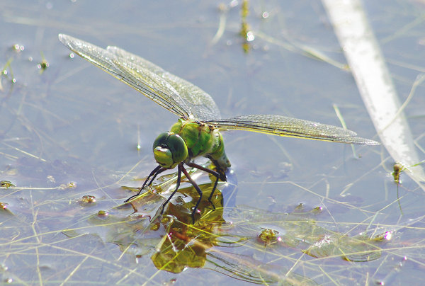 Dragon fly 2