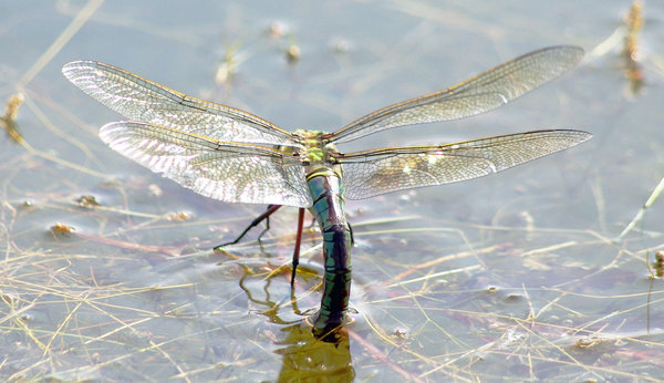 dragon fly