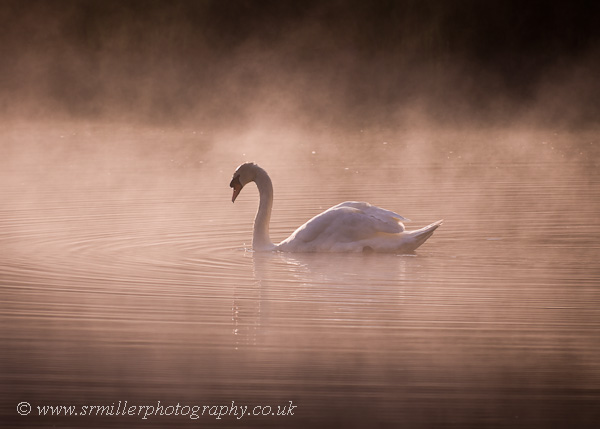 Early morning Swan