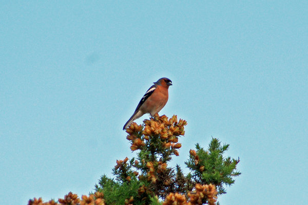 finch