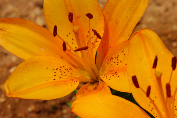 flower 3